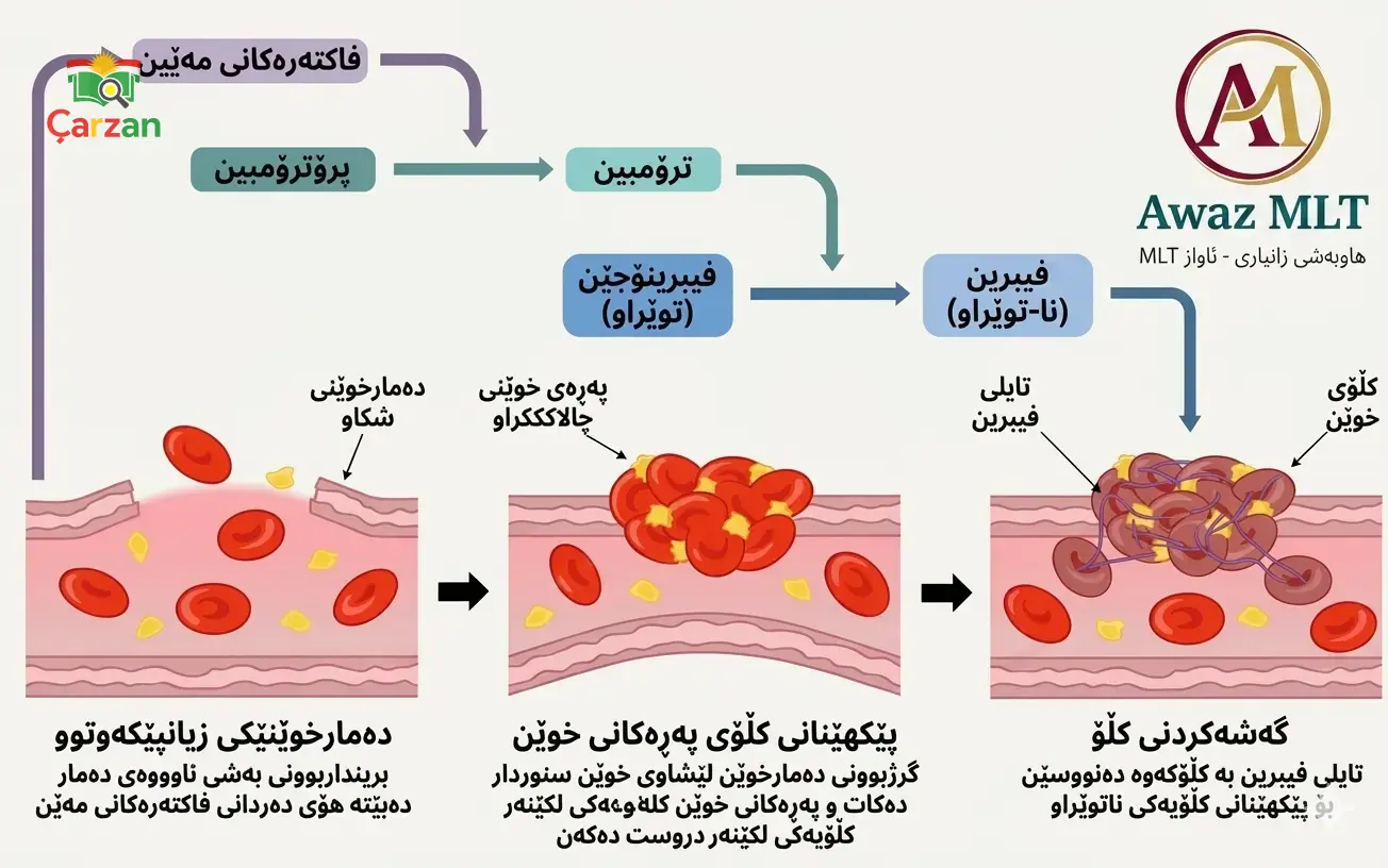 فایبرین و فایبرۆجین چین ؟