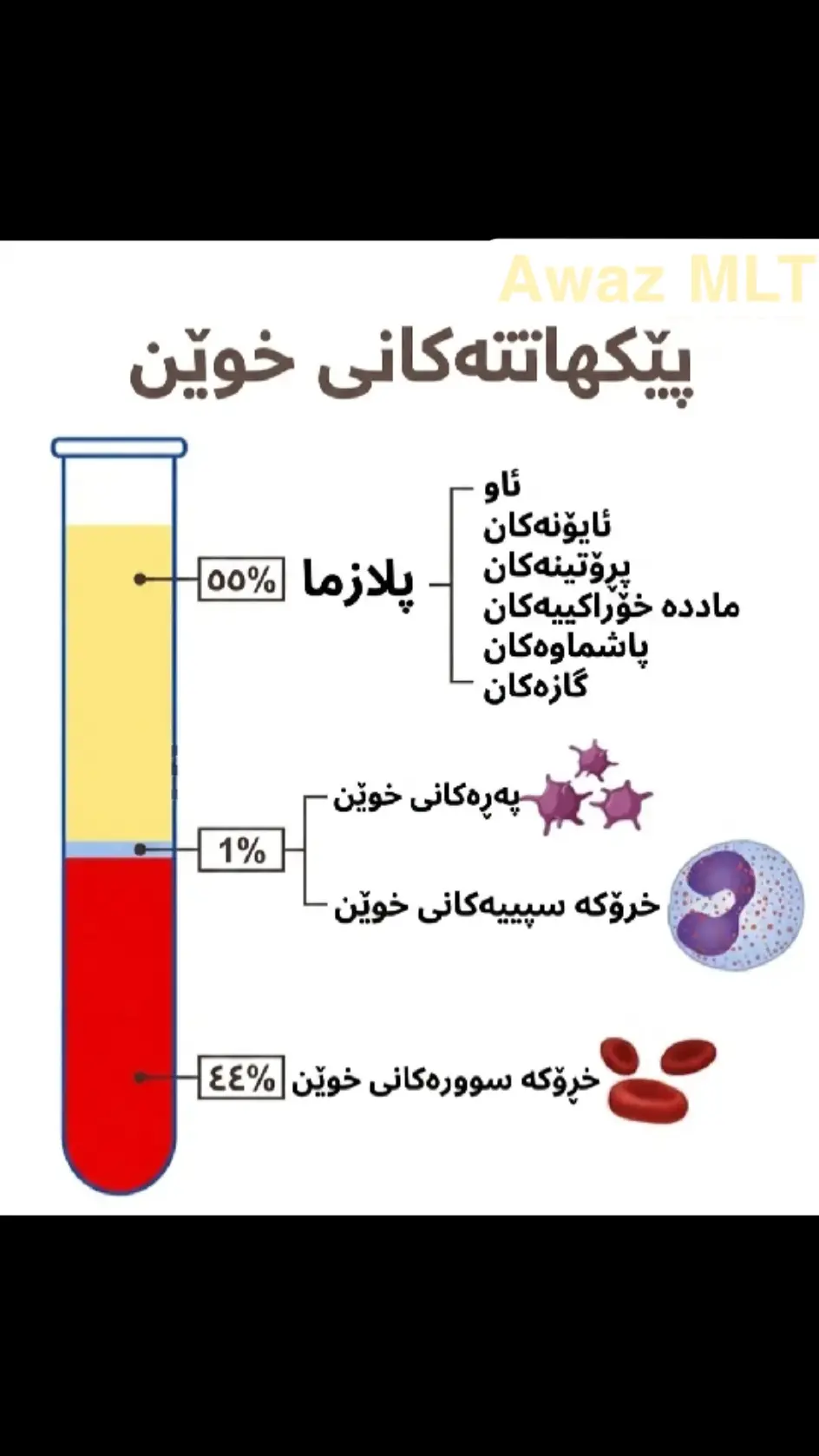 خوێن چیە ؟
